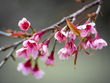 Kuzey Tayland'da erken üzerinde pembe kiraz çiçeği çiçek.