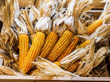 Bir avuç kurutulmuş Mısır birlikte ahşap sandık.