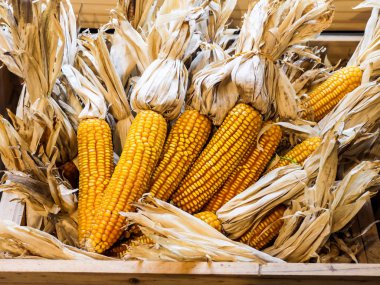 Bir avuç kurutulmuş Mısır birlikte ahşap sandık.