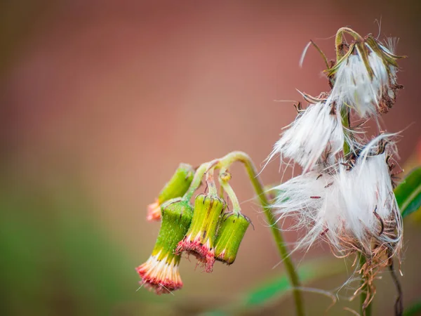 Selective Focus White Small Wild Flower Blurred Background Soft Focus — Stock Photo, Image