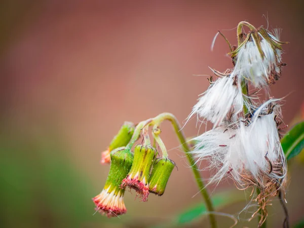 Fokus Selektif Bunga Kecil Putih Liar Pada Latar Belakang Kabur — Stok Foto