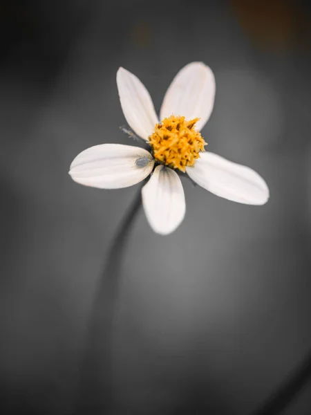 Квітка Білої Трави Сірому Фоні Який Фокус — стокове фото