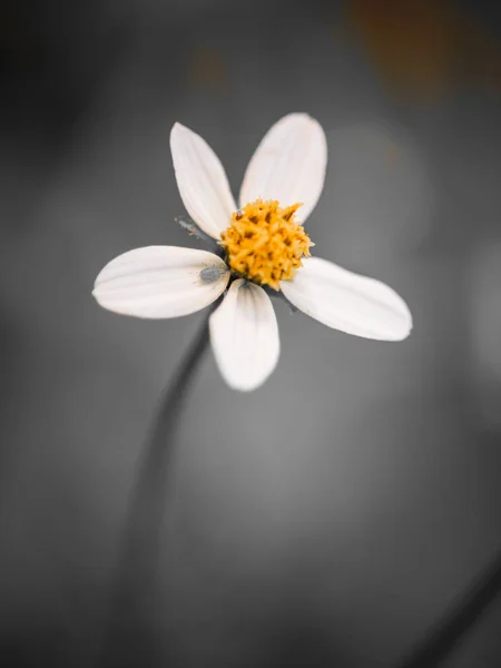 Bunga Rumput Putih Pada Background Soft Abu Abu Fokus — Stok Foto