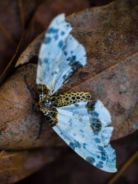 Butterfly Leaves Dry Ground Soft Focus — Stock Photo, Image