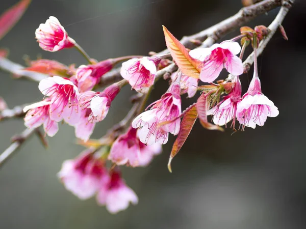 Kuzey Tayland'da erken üzerinde pembe kiraz çiçeği çiçek.