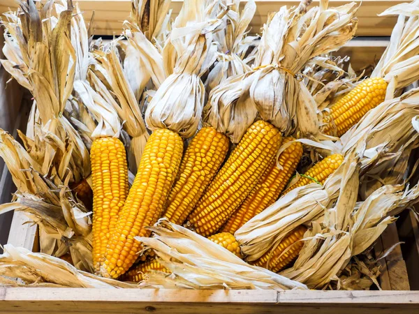 Bir avuç kurutulmuş Mısır birlikte ahşap sandık.