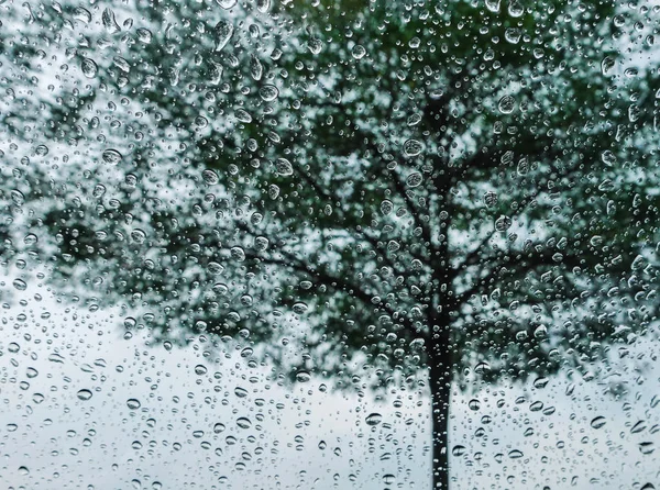 Rain Drops Mirror Large Green Trees — Stock Photo, Image