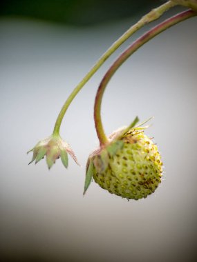 Stryberry çiçekler taze ağaç üzerinde damla.