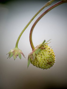 Stryberry çiçekler taze ağaç üzerinde damla.