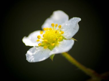 Stryberry çiçekler taze ağaç üzerinde damla.