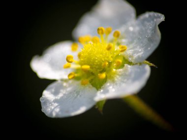 Stryberry çiçekler taze ağaç üzerinde damla.