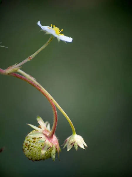 Les Fleurs Framboises Sont Fraîches Avec Des Gouttes Sur Arbre — Photo