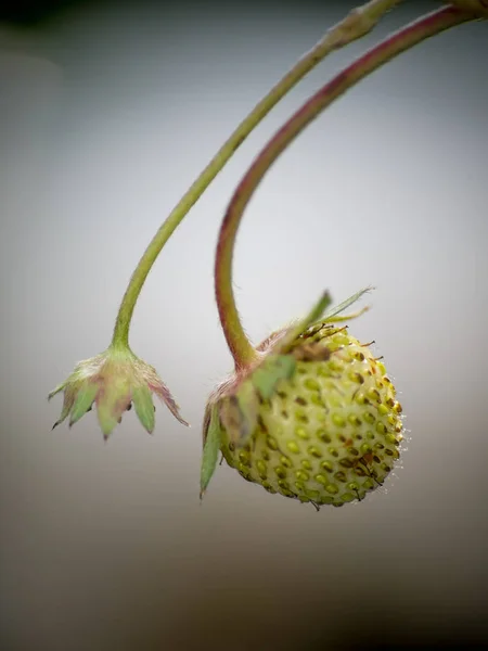 Les Fleurs Framboises Sont Fraîches Avec Des Gouttes Sur Arbre — Photo