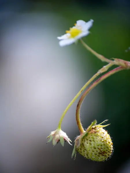 Stryberry Virágok Frissek Csepp Fán — Stock Fotó