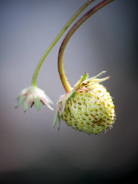Stryberry Blüten Sind Frisch Mit Tropfen Auf Dem Baum — Stockfoto