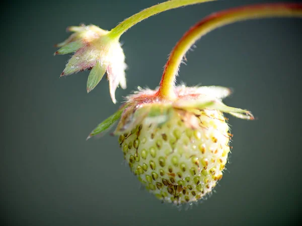 Stryberry Λουλούδια Είναι Φρέσκο Σταγόνες Πάνω Στο Δέντρο — Φωτογραφία Αρχείου