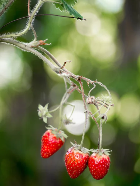 Fresh Red Strawberries Wild Small Strawberry Woods High Mountains Thailand — Stock Photo, Image