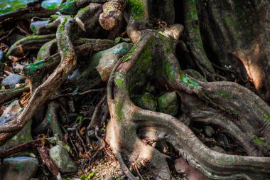 Garip eğri kökleri, şube ve boş gizemli ormandaki yaşlı büyük ağaç