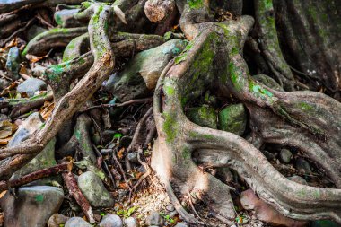 Garip eğri kökleri, şube ve boş gizemli ormandaki yaşlı büyük ağaç