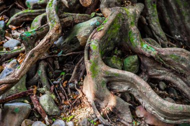 Garip eğri kökleri, şube ve boş gizemli ormandaki yaşlı büyük ağaç
