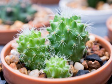 Makro odak tarafından plastik kaplar bulunmuştur küçük kaktüs.