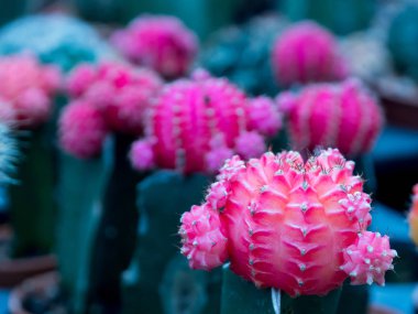Makro odak tarafından plastik kaplar bulunmuştur küçük kaktüs.