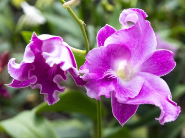 Mor orkide bir tencerede bahçede