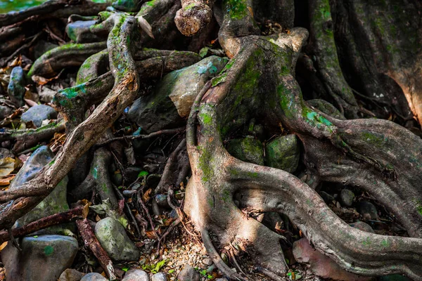 Alter Massiver Baum Mit Seltsam Schiefen Wurzeln Ästen Und Vertiefungen — Stockfoto