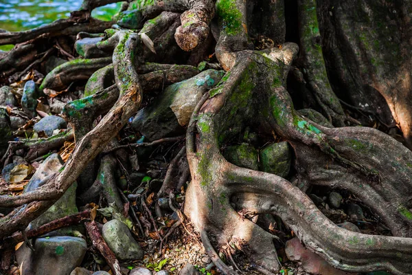 Старе Масивне Дерево Дивними Кривими Коренями Гілками Пагорбами Таємничому Лісі — стокове фото