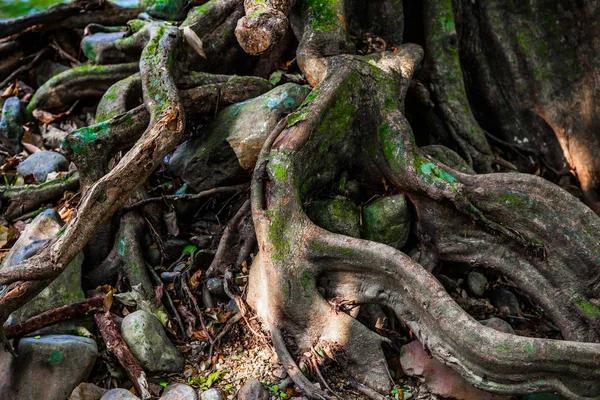 Alter Massiver Baum Mit Seltsam Schiefen Wurzeln Ästen Und Vertiefungen — Stockfoto