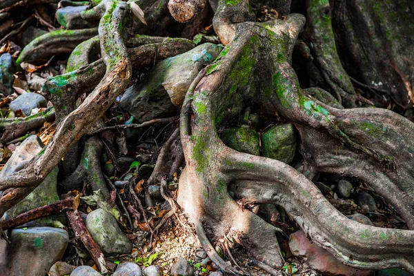 Viejo Árbol Masivo Con Raíces Torcidas Extrañas Ramas Huecos Bosque —  Fotos de Stock