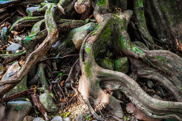 Viejo Árbol Masivo Con Raíces Torcidas Extrañas Ramas Huecos Bosque — Foto de Stock