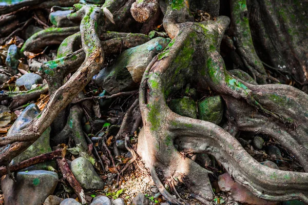 Viejo Árbol Masivo Con Raíces Torcidas Extrañas Ramas Huecos Bosque — Foto de Stock