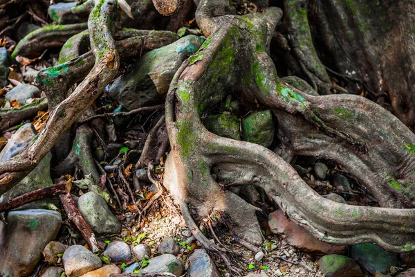 Viejo Árbol Masivo Con Raíces Torcidas Extrañas Ramas Huecos Bosque — Foto de Stock