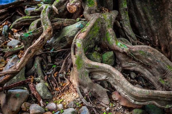 Alter Massiver Baum Mit Seltsam Schiefen Wurzeln Ästen Und Vertiefungen — Stockfoto