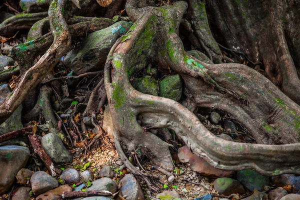 Старое Массивное Дерево Странными Кривыми Корнями Ветвями Полями Таинственном Лесу — стоковое фото