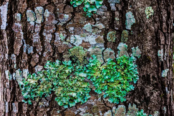 Casca Árvore Com Musgo Fundo Abstrato Textura — Fotografia de Stock