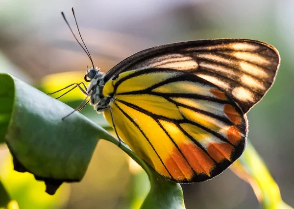Butterfly Tiger Island Yellow Flower — Stock Photo, Image