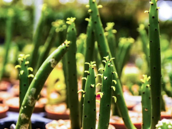 Small Cactus Plastic Pots Sorted Macro Focus — Stock Photo, Image
