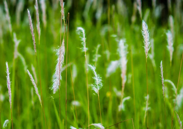 一片高高的草丛 和绿草 软焦点 — 图库照片