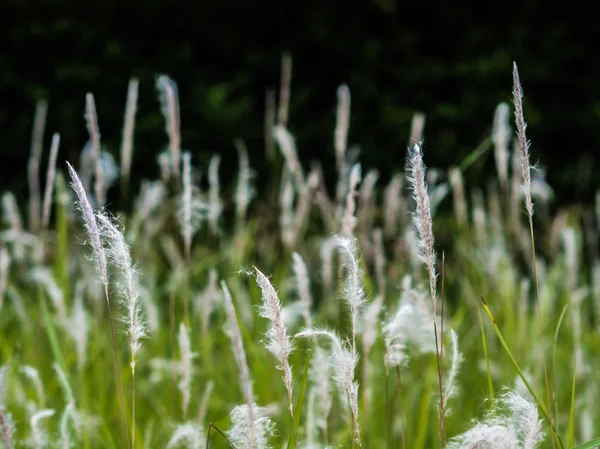 Ett Fält Med Högt Gräs Och Grön Grass Soft Fokus — Stockfoto