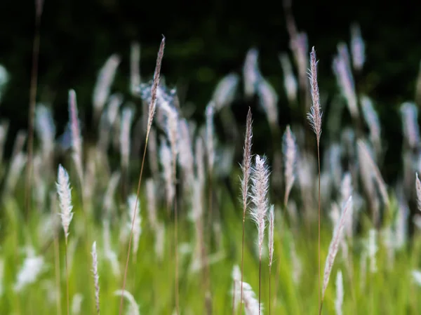 Ett Fält Med Högt Gräs Och Grön Grass Soft Fokus — Stockfoto