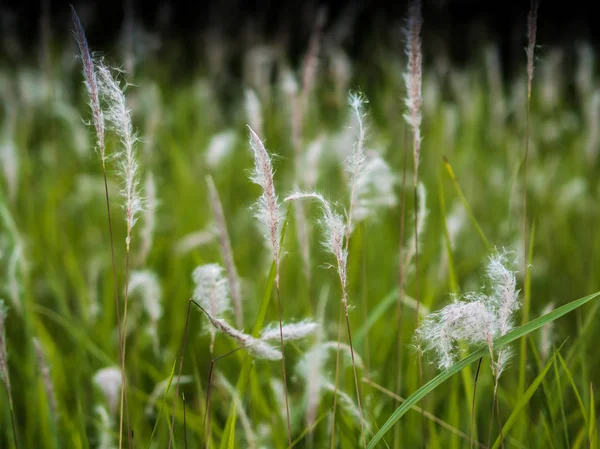 Uzun Otların Bir Alan Yeşil Grass Soft Odak — Stok fotoğraf