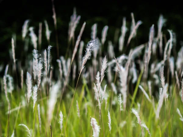 Ett Fält Med Högt Gräs Och Grön Grass Soft Fokus — Stockfoto