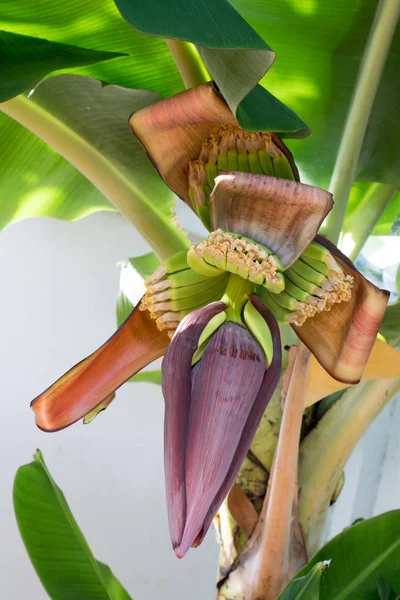 A banana blossom with a small banana on the tree.