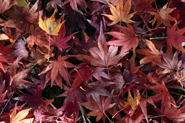 Hojas Arce Japonés Una Zona Verde Musgosa —  Fotos de Stock