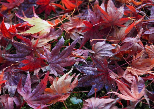 Japanese maple leaves on a mossy green area.