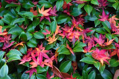 Japonca akçaağaç yaprakları yeşil area.soft odak üzerinde.