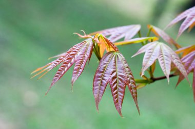 Işık ağaç yapraklar.