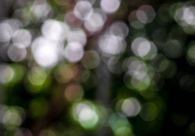 Yeşil ağaçlar yumuşak odak ağacında güzel Boogie